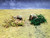 TRE015 Ground Cover