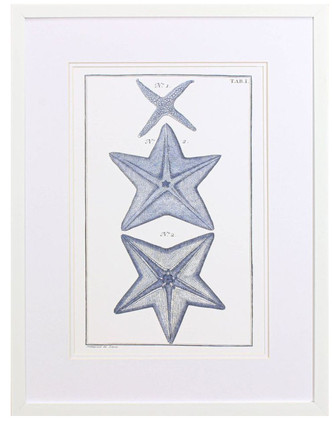 Botanical Blue Sea Stars II Set of Two Framed Art Images.3