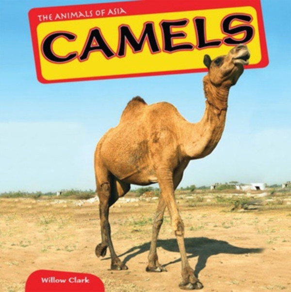 Camels