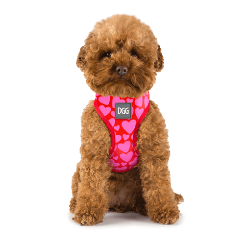 Doggone gorgeous harness love medium