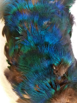 Antique Peacock Feather Millinery Hat Trim Edwardian 1900s  Original 