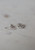 Sophie | Twinkle Chain Stud Earrings - Sterling Silver