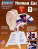 Lindberg 71308 Human Ear Plastic Model Kit