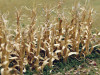 Bachmann 32503 Dried Corn Stalks 30 per pack