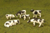 Bachmann 33153 O Cows Black and White