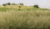 Woodland Scenics FS627 Static Grass Light Green 12mm