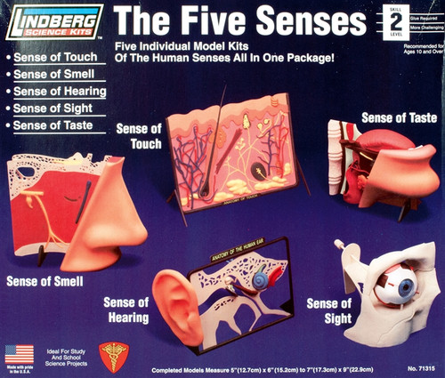 Lindberg 71315 5 Senses Touch, Smell, Hearing, Sight, Taste Plastic Model Kit