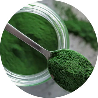 Chlorella