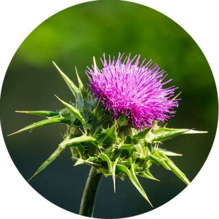 Milk Thistle Extract