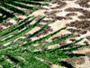 8' Jungle Borders Natural Round Nylon Area Rug