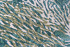 3' x 4' Oceanic Blooms Aqua Rectangle Scatter Nylon Area Rug