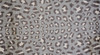 2' x 4' Gray and Brown Cheetah Washable Floor Mat