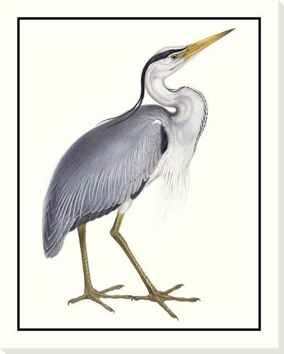 Common Heron Bird Wrapped Canvas Giclee Art Print Wall Art Bird Wall common-heron-bird-wrapped-canvas-giclee-art-print-wall-art-bird-wall