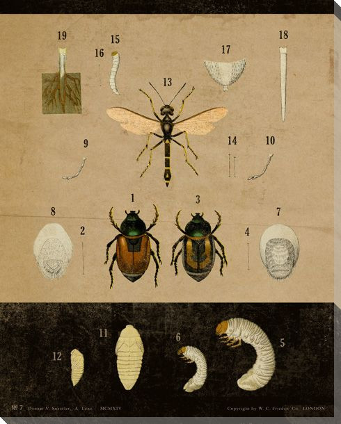 Vintage Educational Chart Insect Wrapped Canvas Giclee Print Wall Art ...