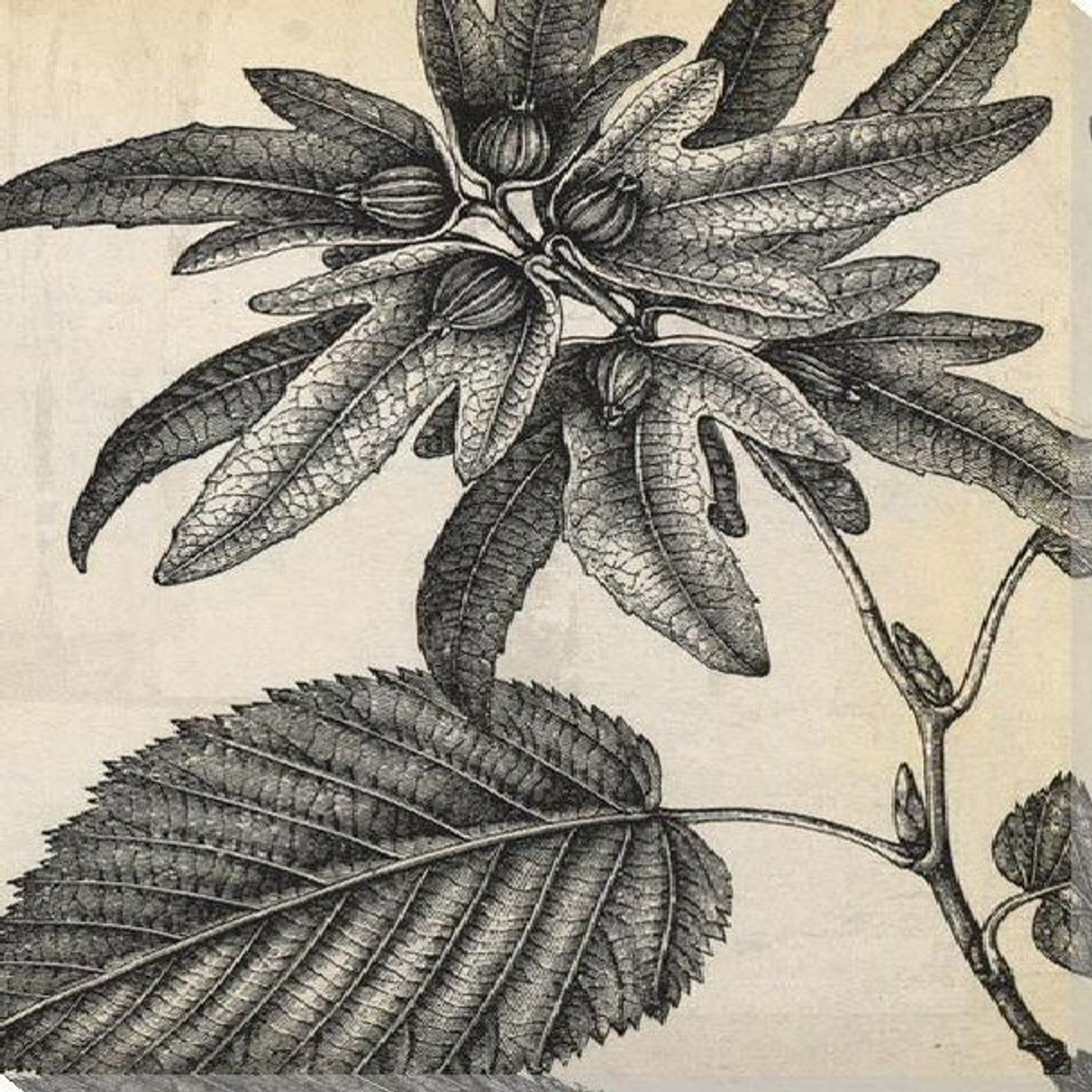 Botanical Art Prints Botanical Art Prints