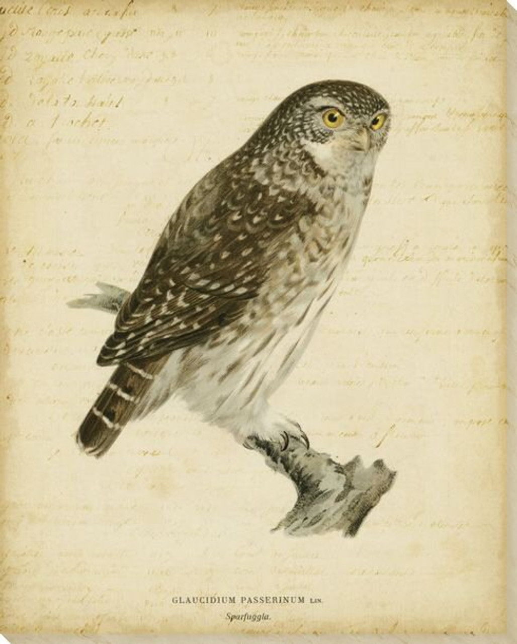 vintage owl art prints