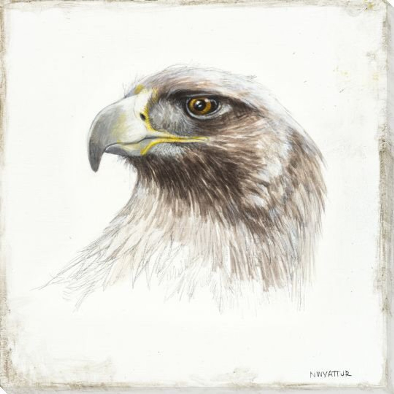 Golden Eagle Bird Sketch Wrapped Canvas Giclee Print Wall Art