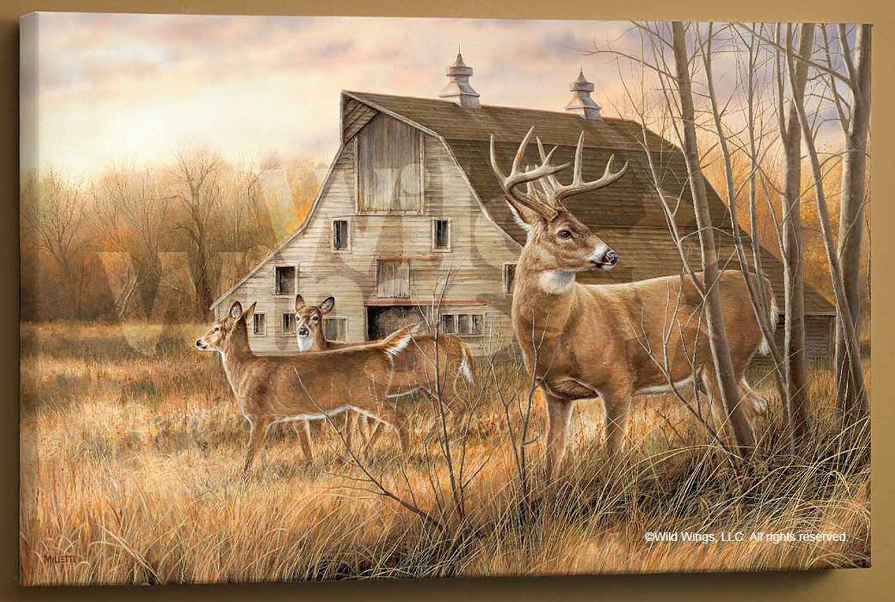 whitetail deer wall art