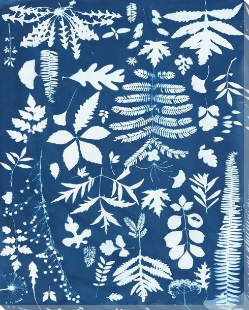 Botanicals I Wrapped Canvas Giclee Art Print Wall Art | Botanical Wall ...