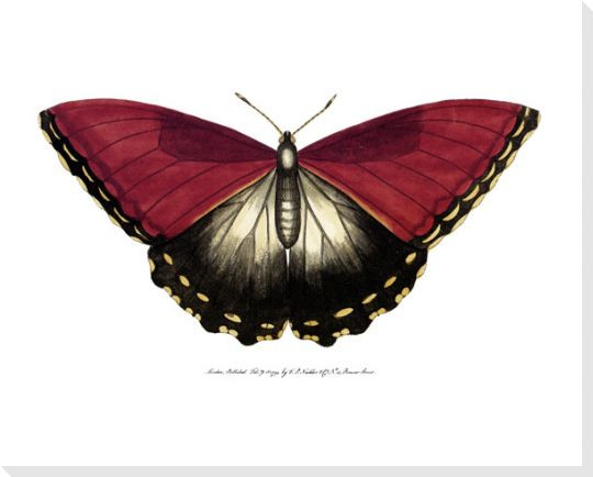 butterfly ii
