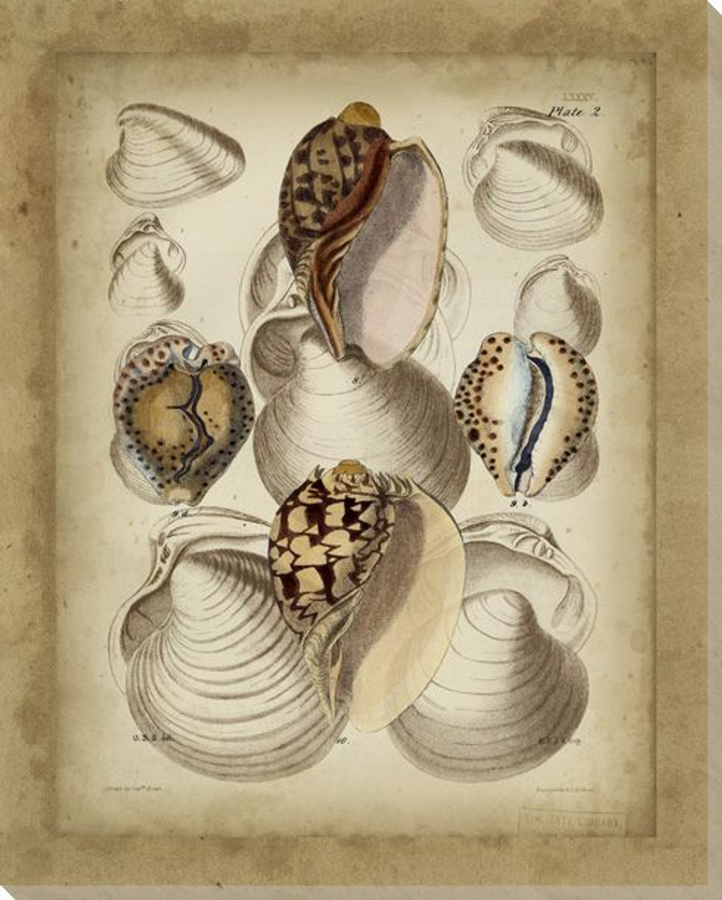 seashell collection ii wrapped canvas giclee print wall art wall seashell collection
