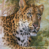 Safari Animals Art Prints