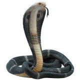 Reptile
