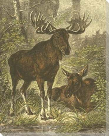 Two Moose Wrapped Canvas Giclee Print Wall Art | Outdoor Wildlife Wall Art