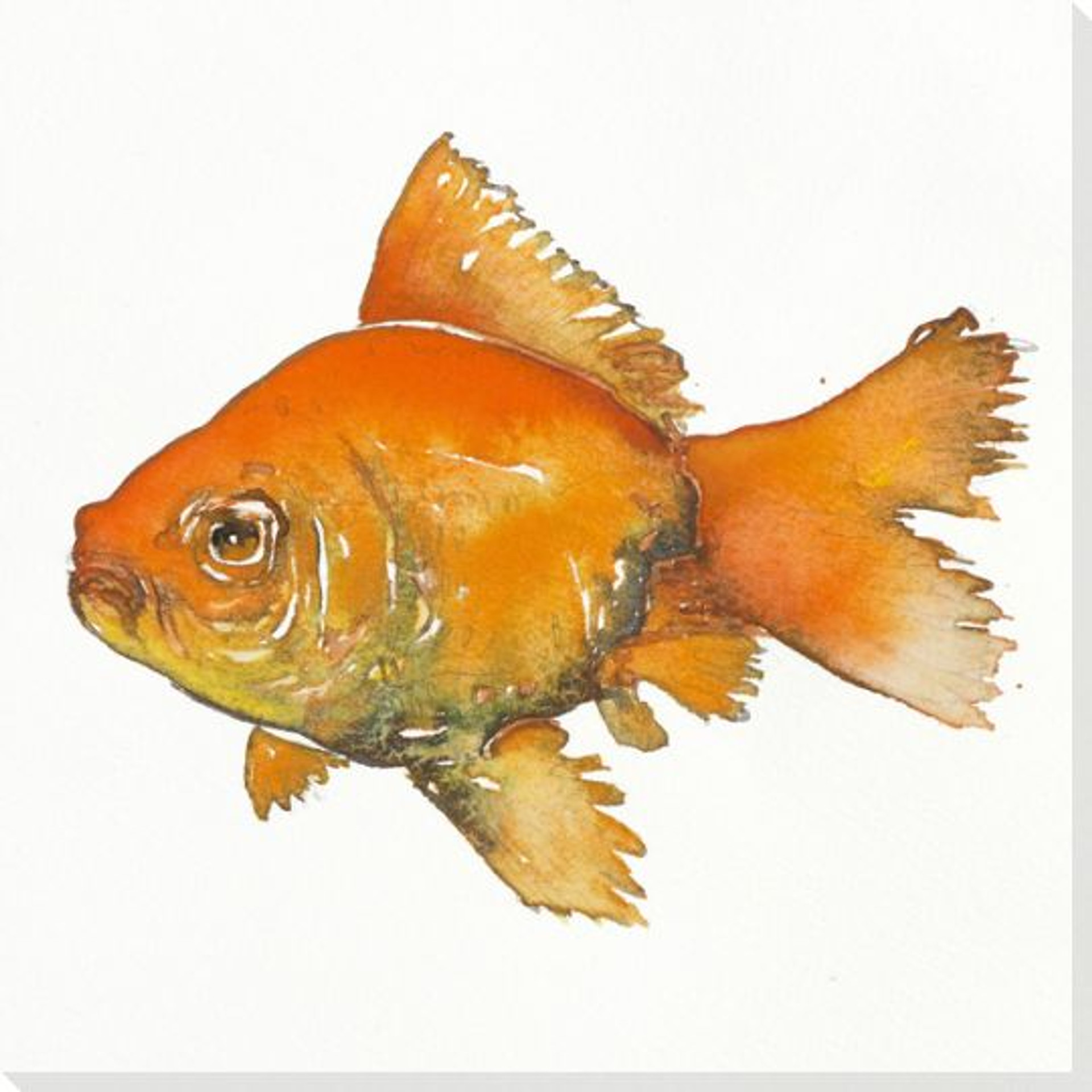 Goldie Goldfish Wrapped Canvas Giclee Print Wall Art Wall Decor Artwork