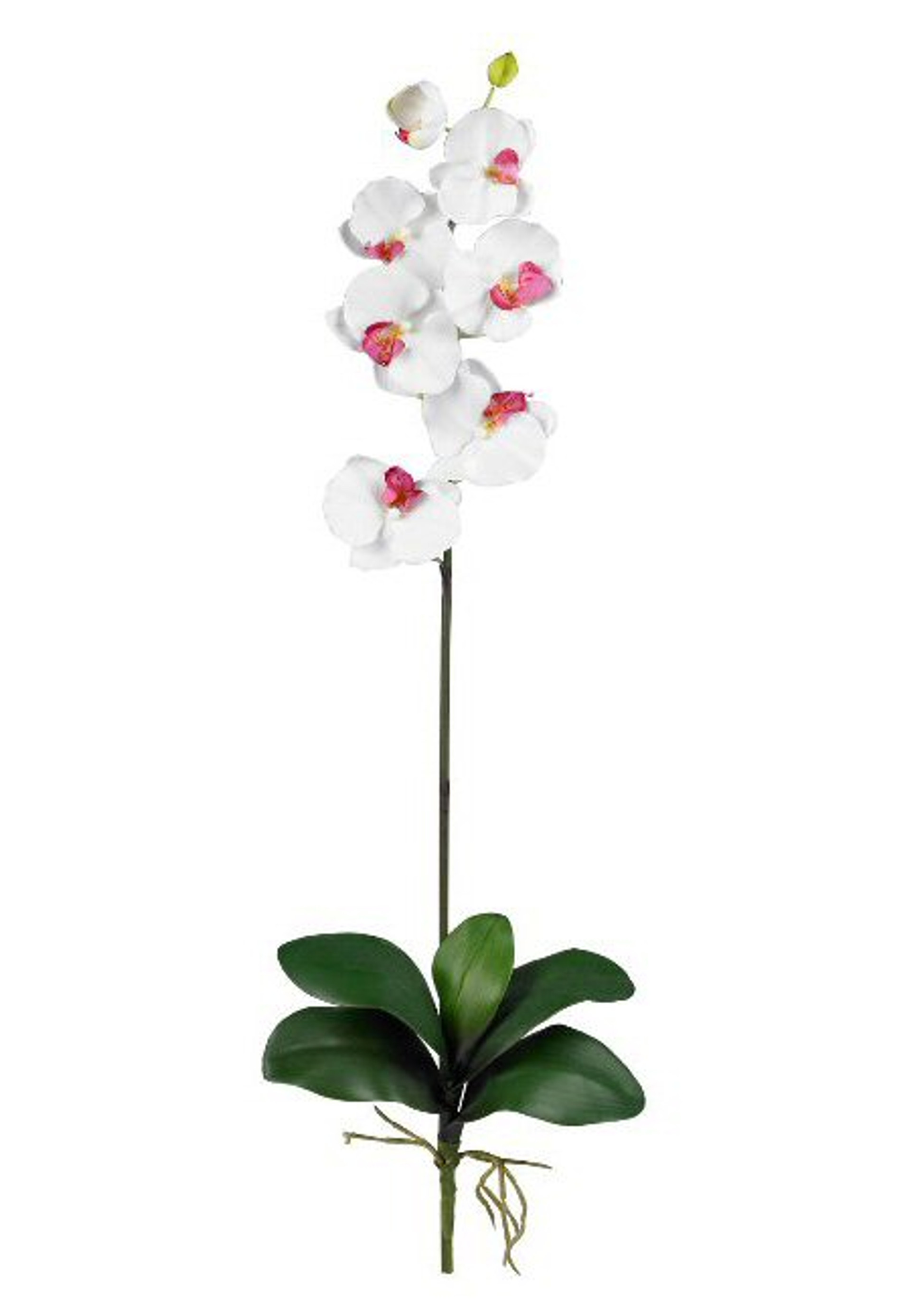 Nearly Natural Phalaenopsis Silk Orchid Flower Stems Cream Set Of 12 Artificial Flowers 6963