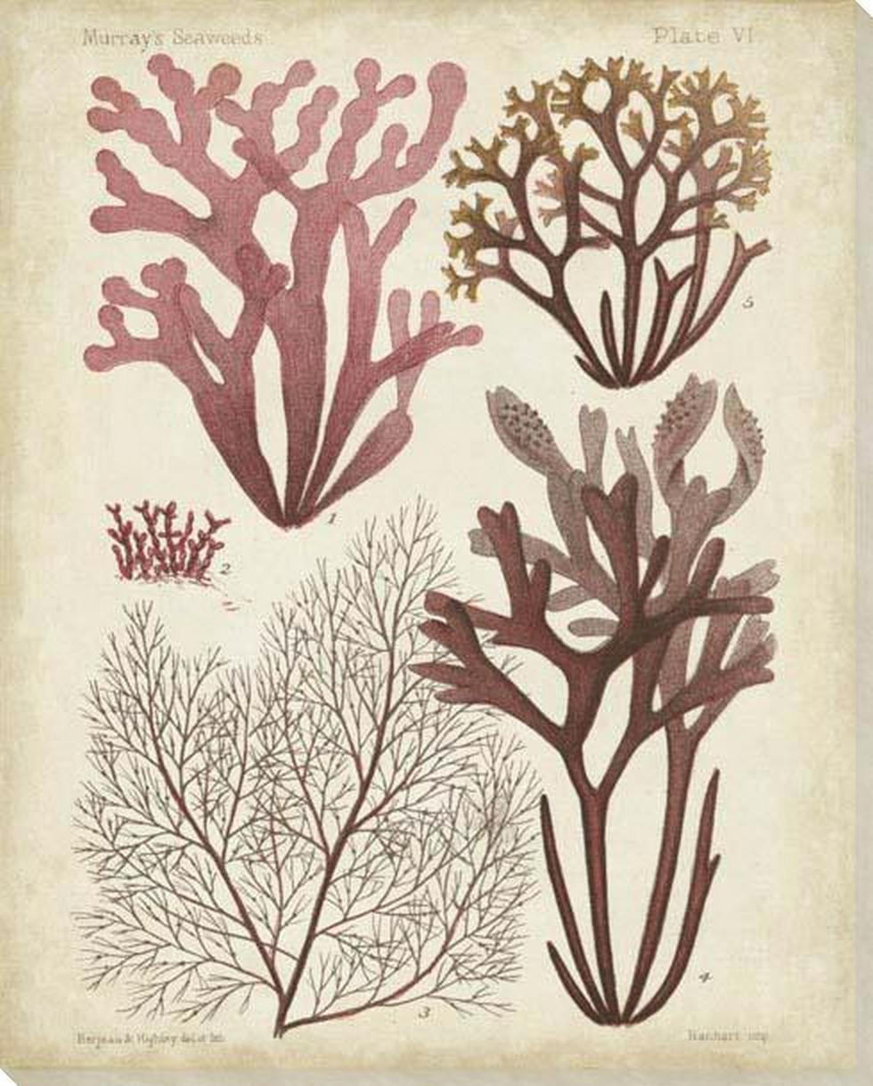 Seaweed Specimen in Coral II Wrapped Canvas Giclee Art Print Wall Art ... - Corals Specimens Accent Walls