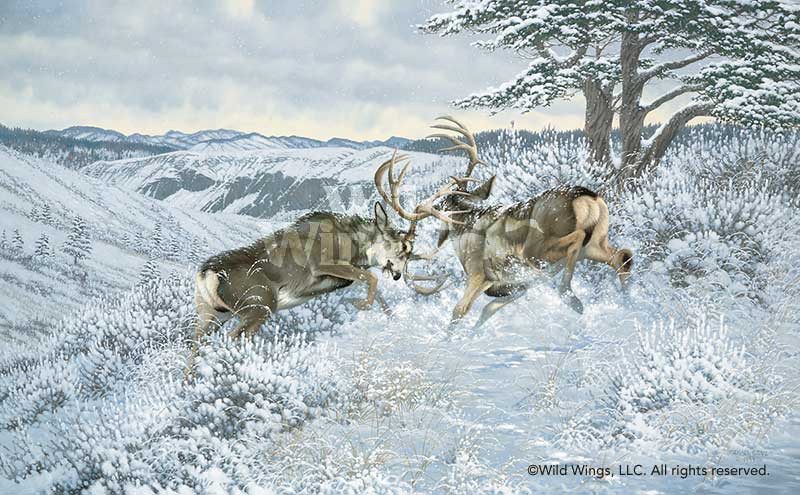 Battling Bucks Mule Deer Framed Canvas Giclee Art Print Wall Art Wall