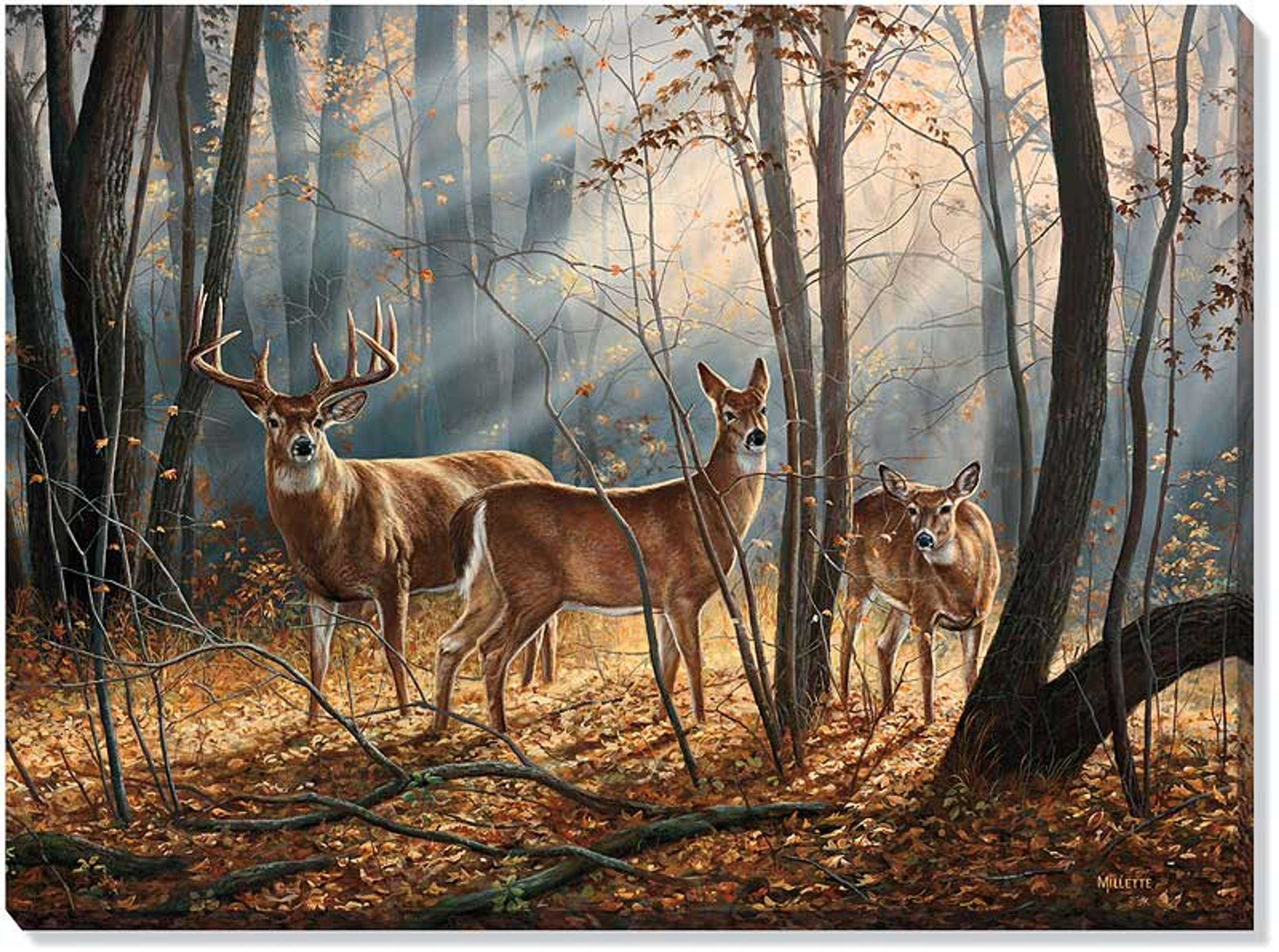 Woodland Splendor Whitetail Deer Wrapped Canvas Giclee Print Wall Art Wall Decor Wild Wings 6761