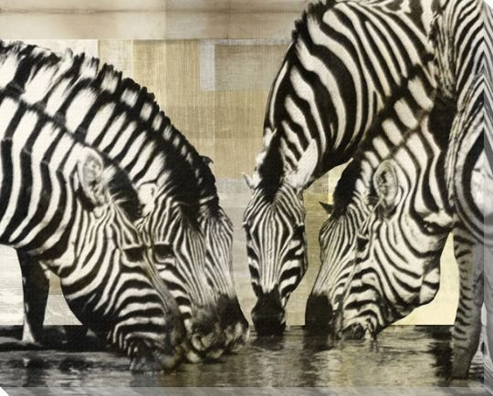 Zebra Fish Wrapped Canvas Giclee Print Wall Art Wall Decor Artwork