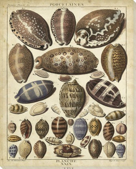 Cowrie Shells I Wrapped Canvas Giclee Print Wall Art