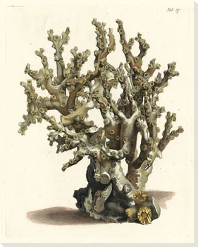 Antique Coral II Wrapped Canvas Giclee Print Wall Art
