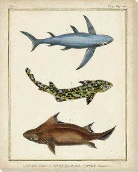 Antique Rays & Fish III Wrapped Canvas Giclee Print Wall Art
