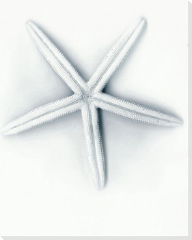 Washed Ashore 2 Starfish Wrapped Canvas Giclee Print Wall Art