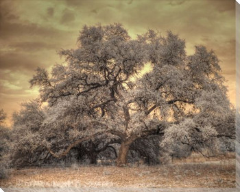 Oak Tree Wrapped Canvas Giclee Print Wall Art