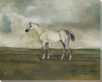 Grey Hunter Horse in a Landscape Wrapped Canvas Giclee Print