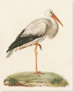Stork Bird Wrapped Canvas Giclee Print Wall Art