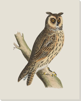 Hoot Owl Bird 1 Wrapped Canvas Giclee Print Wall Art