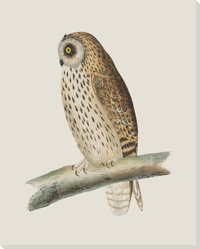 Hoot Owl Bird 2 Wrapped Canvas Giclee Print Wall Art