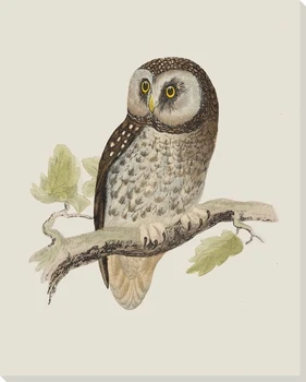 Hoot Owl Bird 5 Wrapped Canvas Giclee Print Wall Art