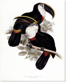Culmenated Toucan Birds Wrapped Canvas Giclee Print Wall Art