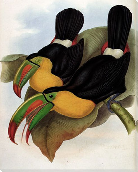 Keel Billed Toucan Birds Wrapped Canvas Giclee Print Wall Art
