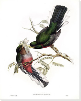 Hapaloderma Narina Two Birds Wrapped Canvas Giclee Print Wall Art
