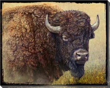 Bison Portrait I Wrapped Canvas Giclee Print Wall Art