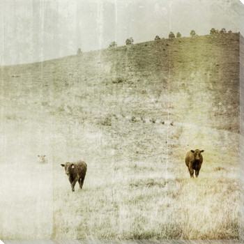 The Third is Fading Cows on the Farm Wrapped Canvas Giclee Print