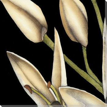 White Graphic Lily Flower ML Wrapped Canvas Giclee Print Wall Art